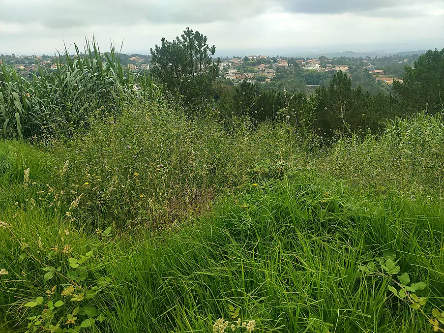 Parcela urbanitzable en venda a Riudarenes