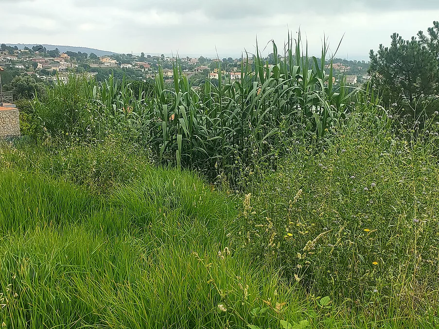 Parcela urbanitzable en venda a Riudarenes