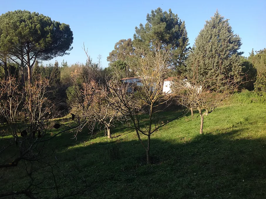 Finca rustica en venta en Sant Feliu de Buixalleu