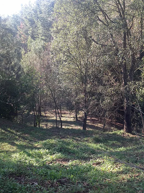 Finca rustica en venta en Sant Feliu de Buixalleu